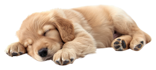 PNG Sleeping baby golden dog animal mammal puppy.
