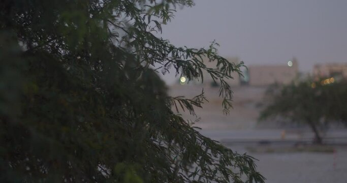 Branches of tree with city lights in background at dusk in Riffa