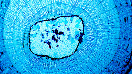 Tilia Stem under Optical Microscope