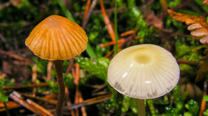 Wild Mushrooms, Valsain Forest, Sierra de Guadarrama National Park, Segovia, Castile Leon, Spain, Europe