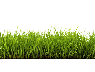 Fototapeta premium a close up of grass