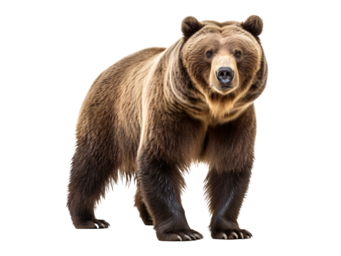 a brown bear standing on a white background