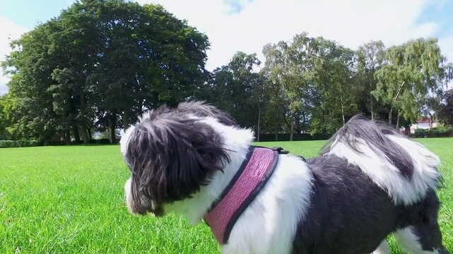 Footage of an extremely cute female adult Shih Tzu dog having fun in a park in the summer time