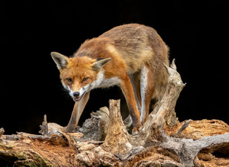 Close up of a fox eating with black background