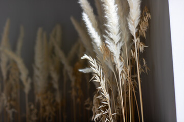 A bunch of tall grass seen against a dark backdrop