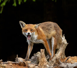 Close up of a fox eating with black background