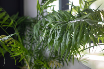 A close up of a plant with numerous lush green leaves