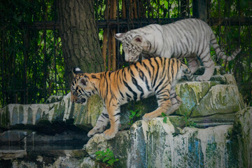 Baby bengal yellow and white tiger