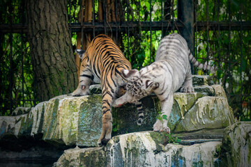 Baby bengal yellow and white tiger