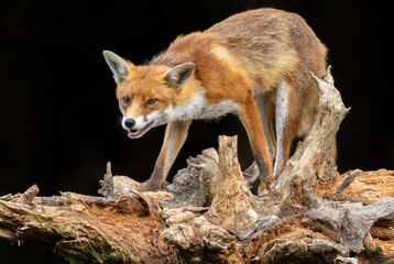 Close up of a fox eating with black background