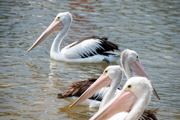 pelicans on the beach