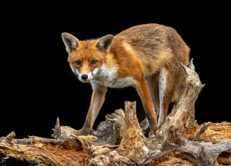 Close up of a fox eating with black background