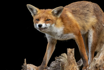 Close up of a beautiful fox eating with black background