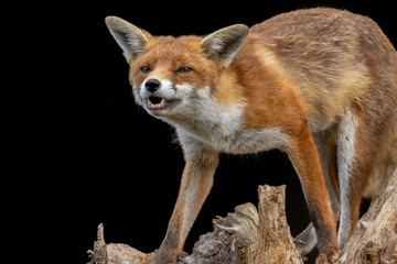 Obraz premium Close up of a beautiful fox eating with black background