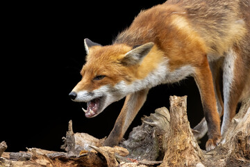 Close up of a beautiful fox eating with black background