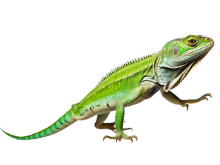 a green lizard with long tail