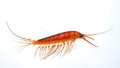 krill on white background, krill isolated on white, krill animal image
