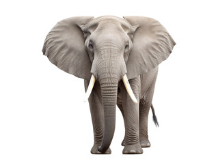 Obraz premium an elephant with large ears
