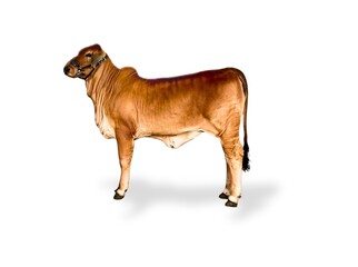 cow isolated on white