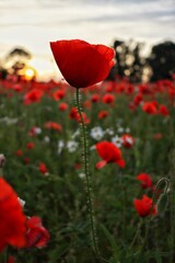 red poppy flower