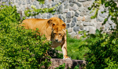 Lioness walking in greenery