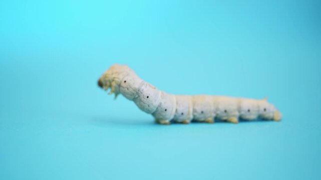 Single white silkworm on blue background