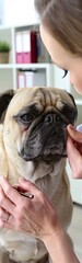 Obraz premium A woman is grooming a pug dog. The dog is looking up at the woman with its mouth open
