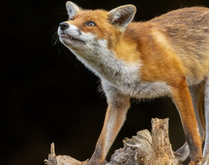 Close up of a beautiful fox eating with black background