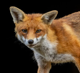 Close up of a beautiful fox eating with black background