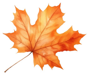 Obraz premium PNG Maple leaves plant leaf.