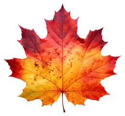 Obraz premium PNG Autumn maple leaf plant tree.