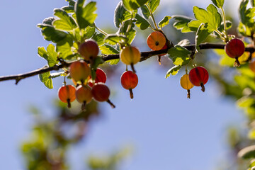 unripe gooseberries in the garden in summer