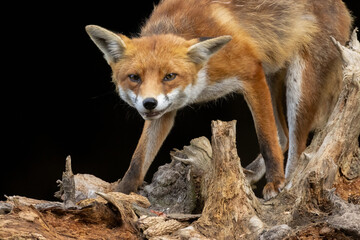 Close up of a beautiful fox eating with black background
