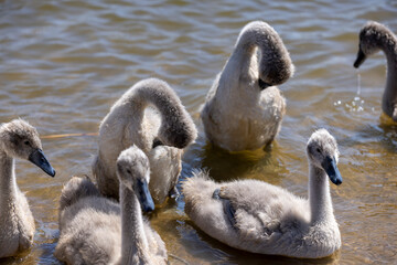 young swans in gray down swim on the lake