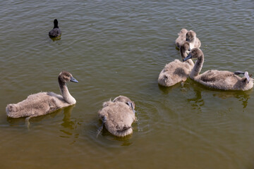 young swans in gray down swim on the lake
