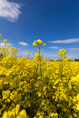 Obraz premium beautiful yellow rapeseed flowers in sunny weather