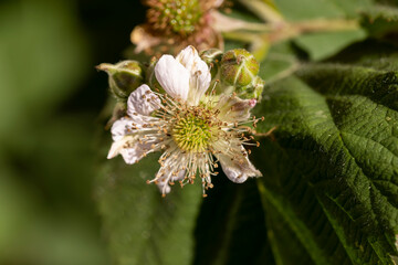 an orchard in which blackberries are grown