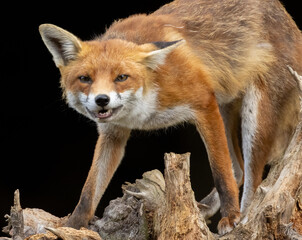 Close up of a beautiful fox eating with black background