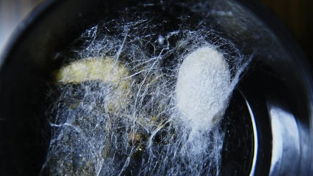 Silkworms make cocoon on box