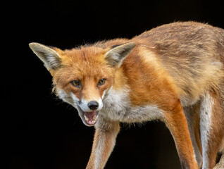 Close up of a beautiful fox eating with black background