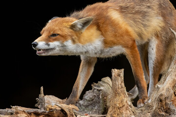 Close up of a beautiful fox eating with black background