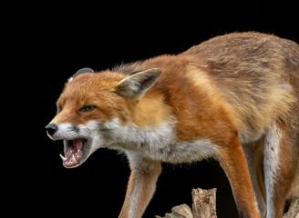 Close up of a beautiful fox eating with black background