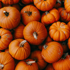 Colorful Pumpkin Patch in autumn. Organic and eco-friendly vegetable harvest