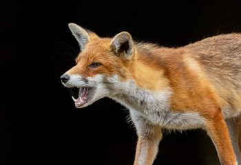 Close up of a beautiful fox eating with black background
