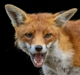 Close up of a beautiful fox eating with black background