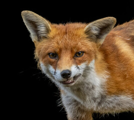 Obraz premium Close up of a beautiful fox eating with black background