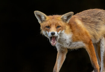 Close up of a beautiful fox eating with black background