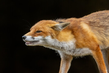 Fototapeta premium Close up of a beautiful fox eating with black background