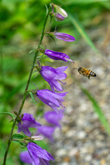 Close up of blooming creeping bellflower (Campanula rapunculoides) with honey bee searching for nectar in summer