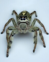 Hylus diardi spider on a wooden background